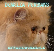 Demelza Persians