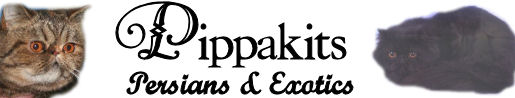 Pippakits Persians & Exotics